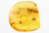 Detailed Fossil Spider, Fungus Gnat, and Ant In Baltic Amber #296959-3